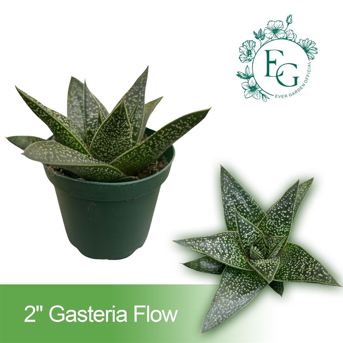 2" Gasteria Flow