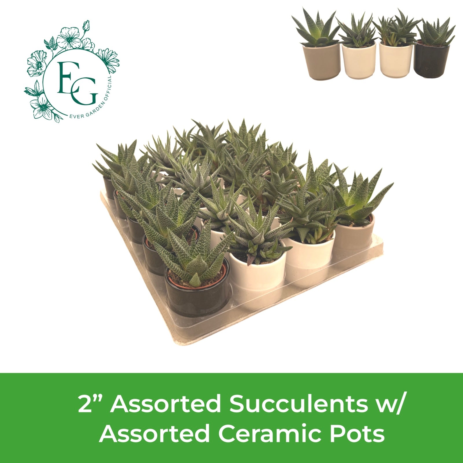 2" Assorted Succulents w/ Assorted Ceramics