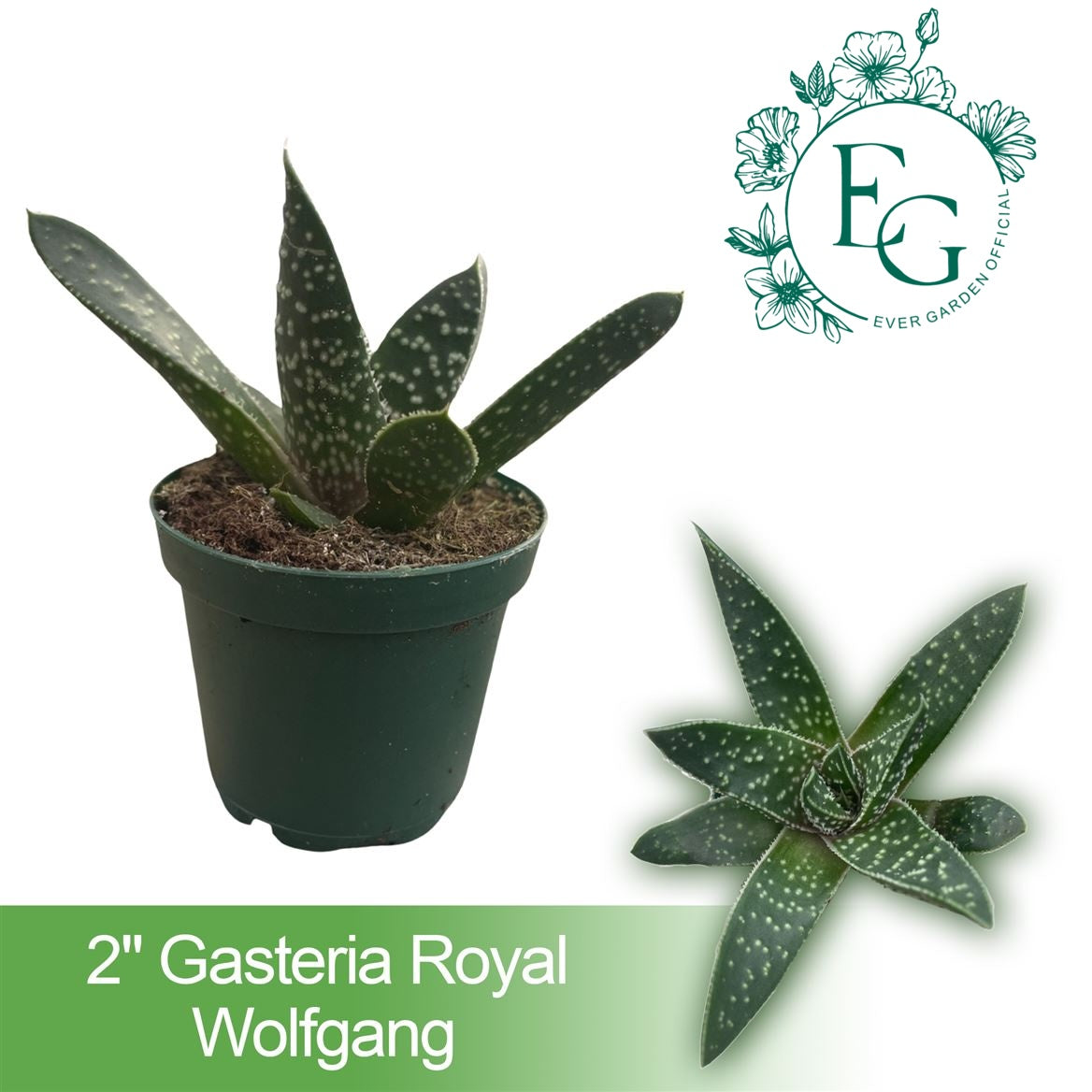 2" Gasteria Royal Wolfgang