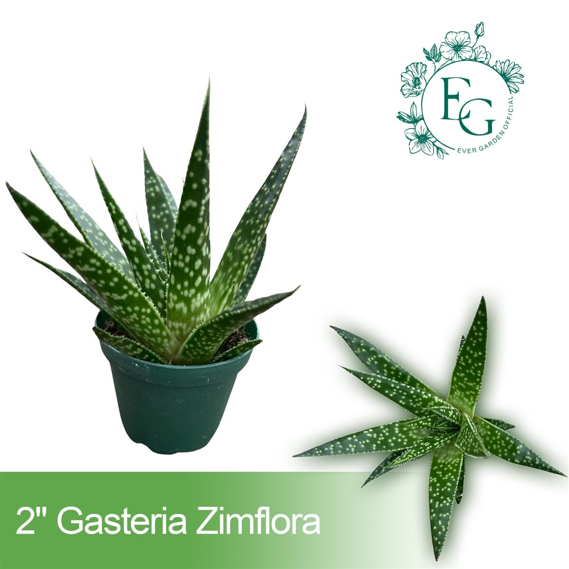 2" Gasteria Zimflora