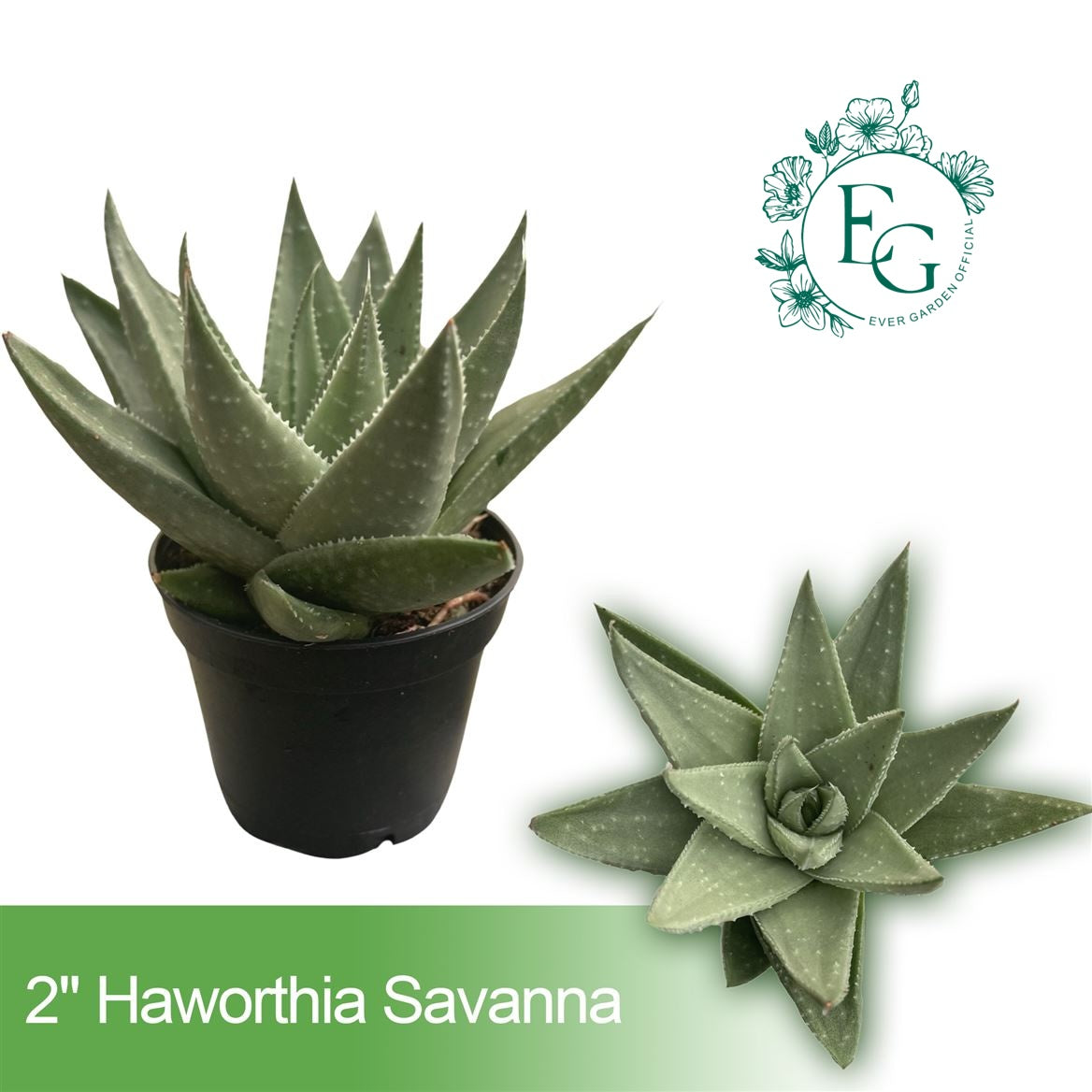 2" Haworthia Savanna