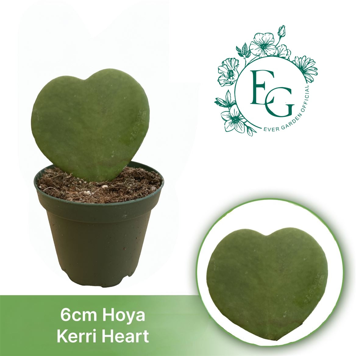2" Hoya Kerri Heart