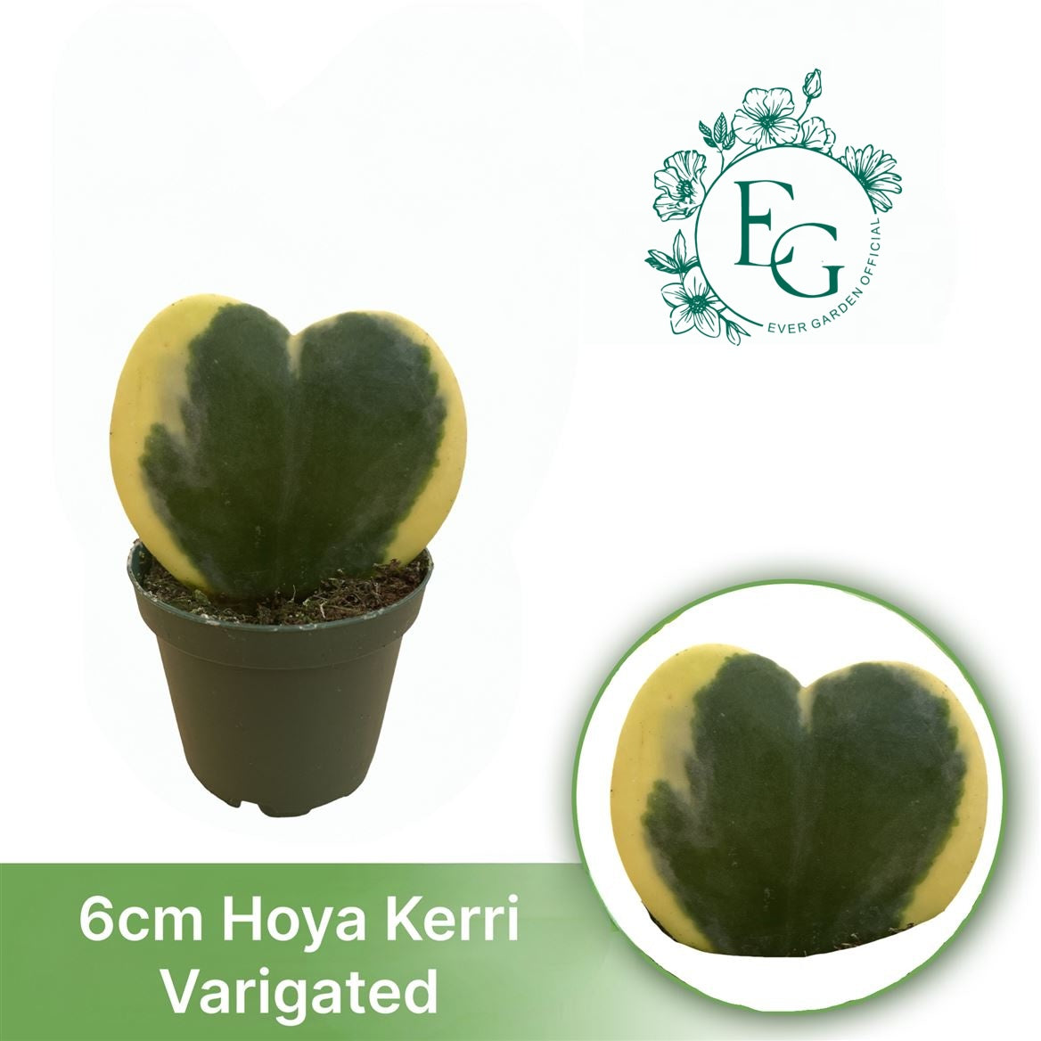 2" Hoya Kerri Variegated