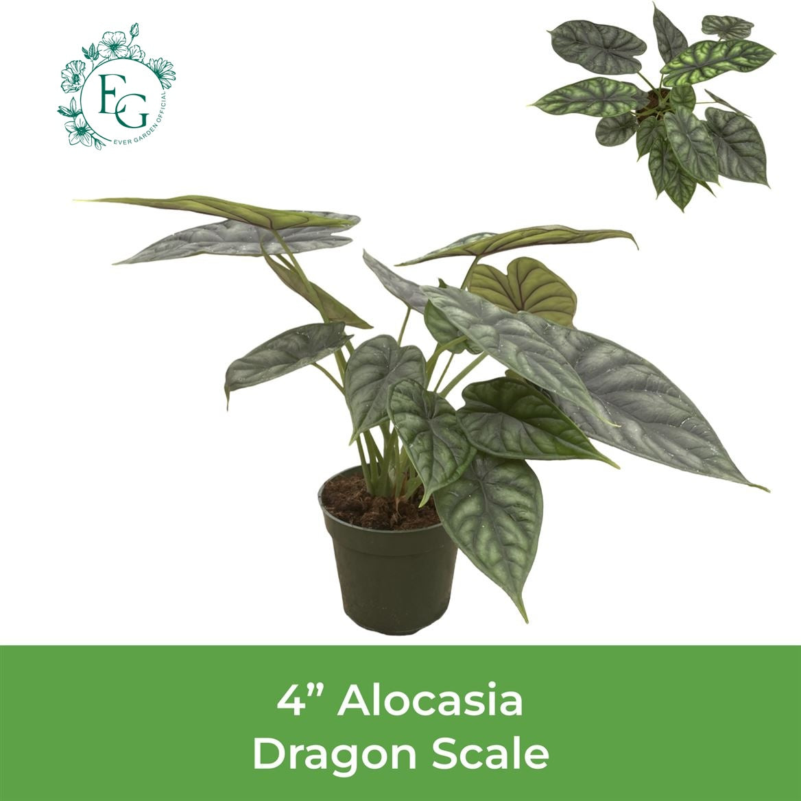4" Alocasia Dragon Scale