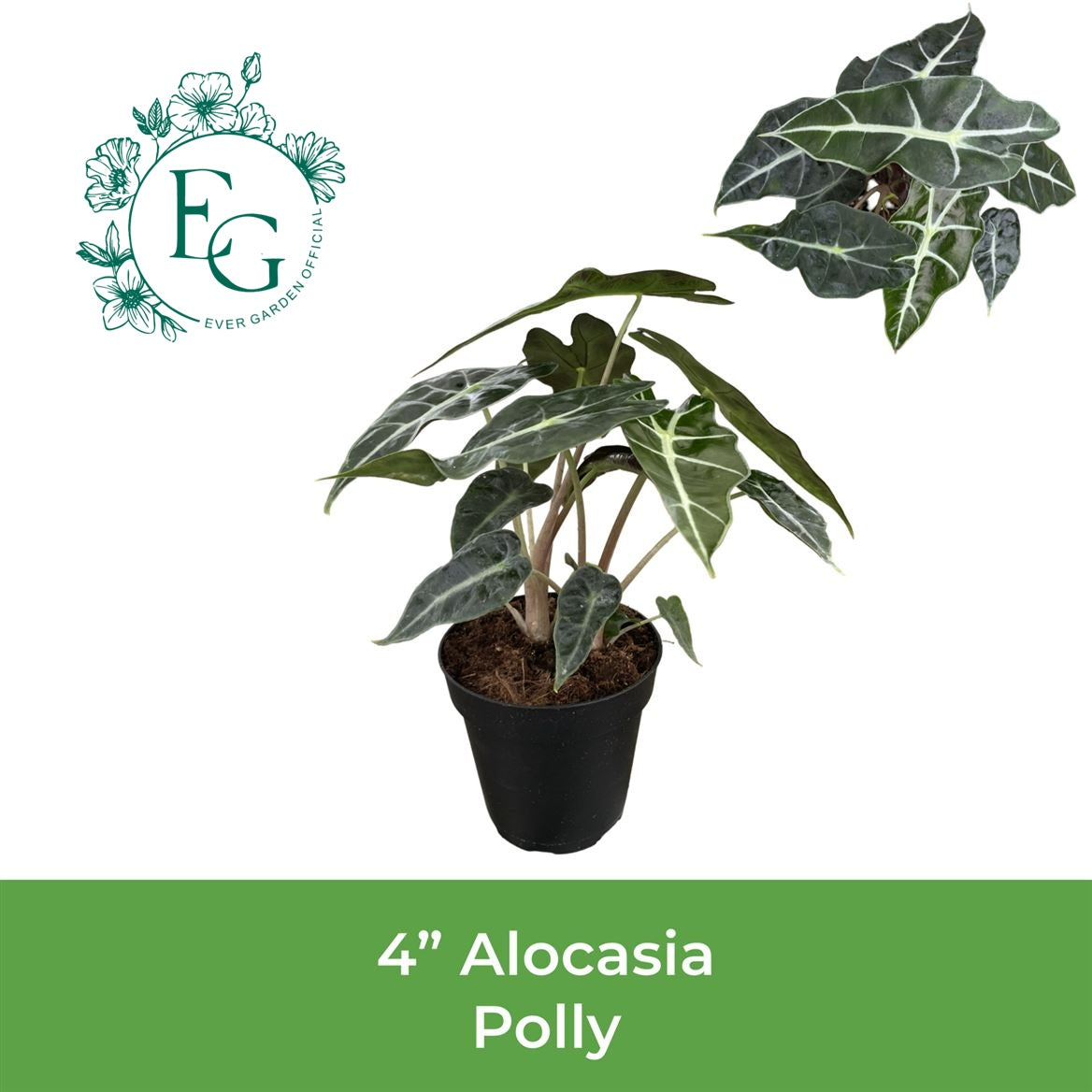 4" Alocasia Polly
