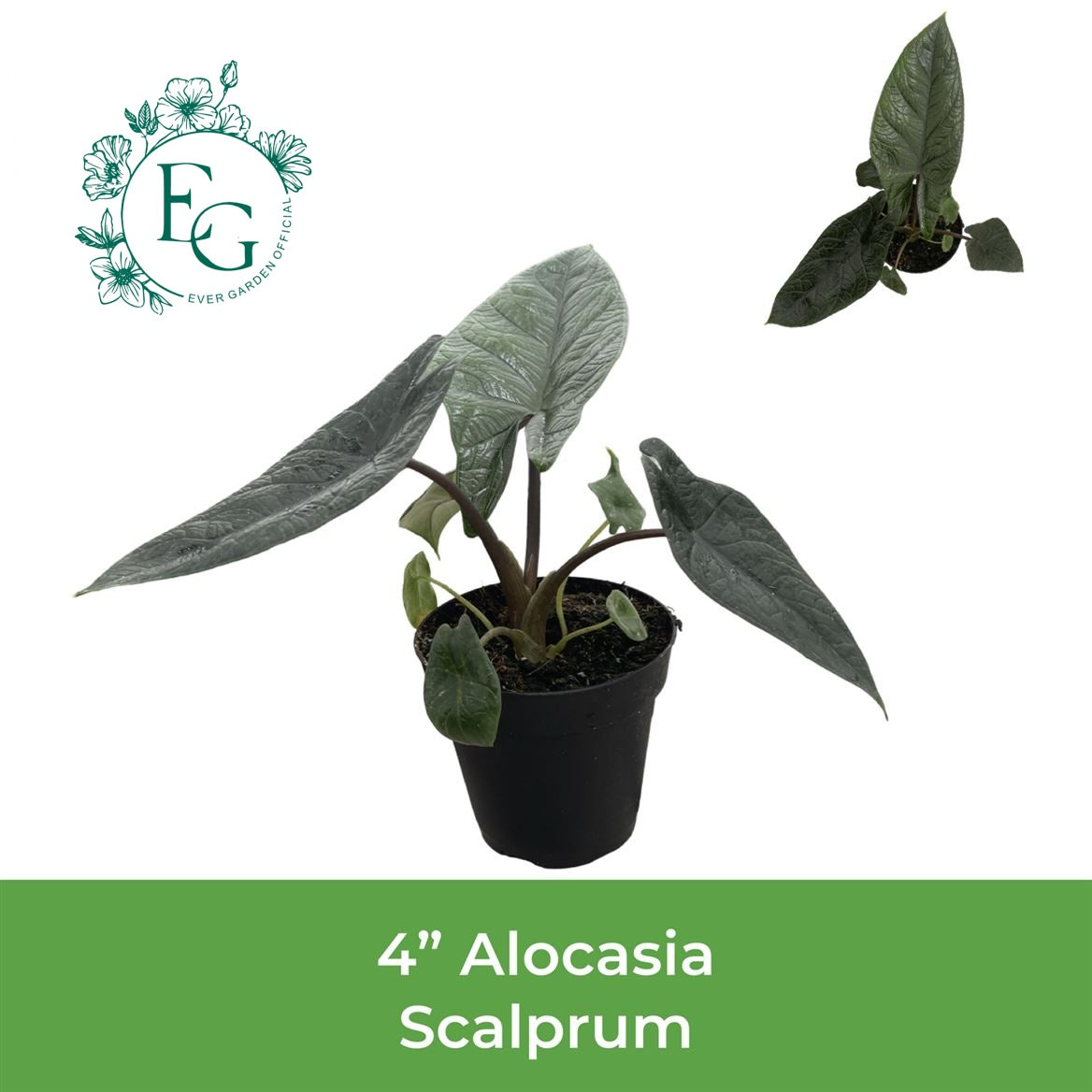 4" Alocasia Scalprum