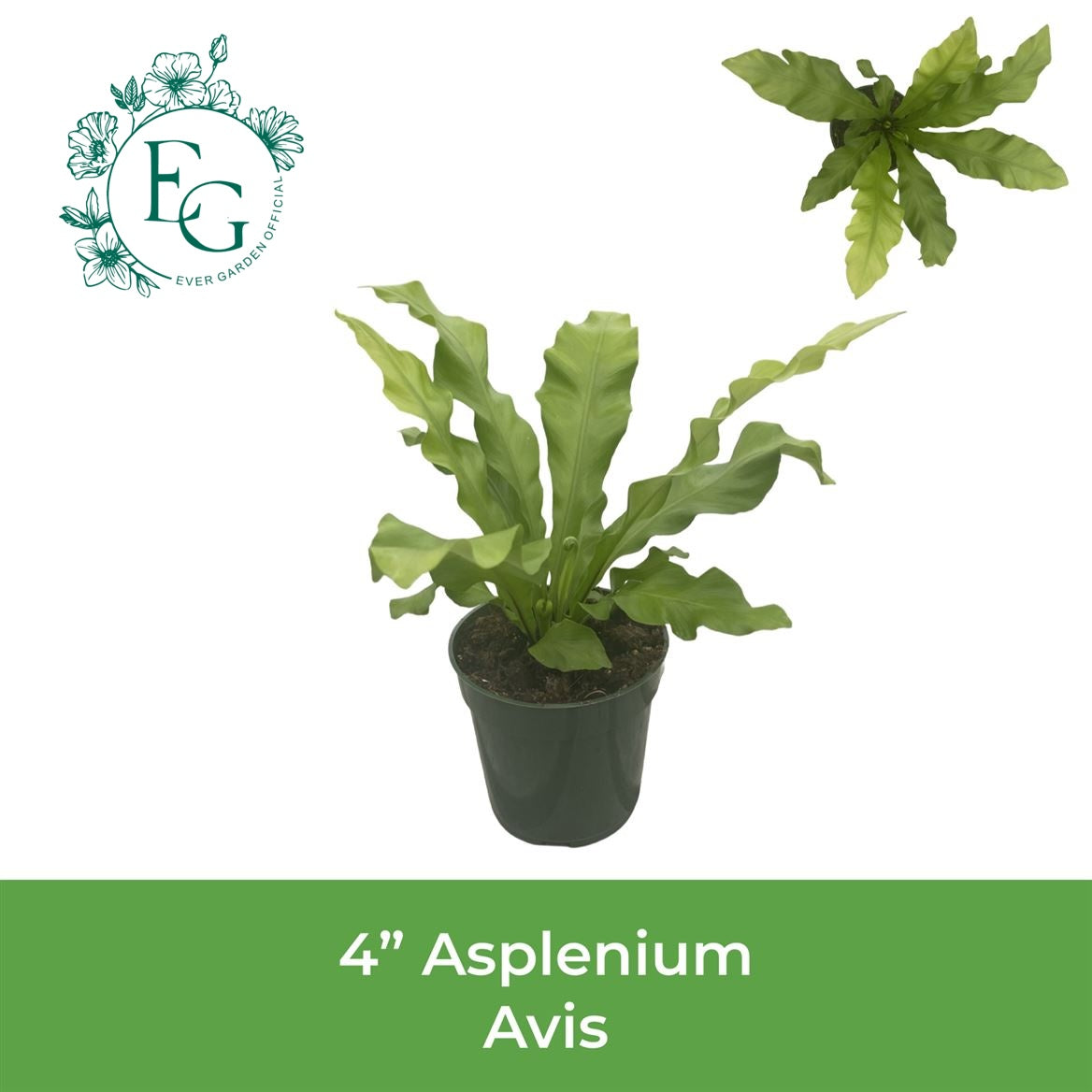 4" Asplenium Avis