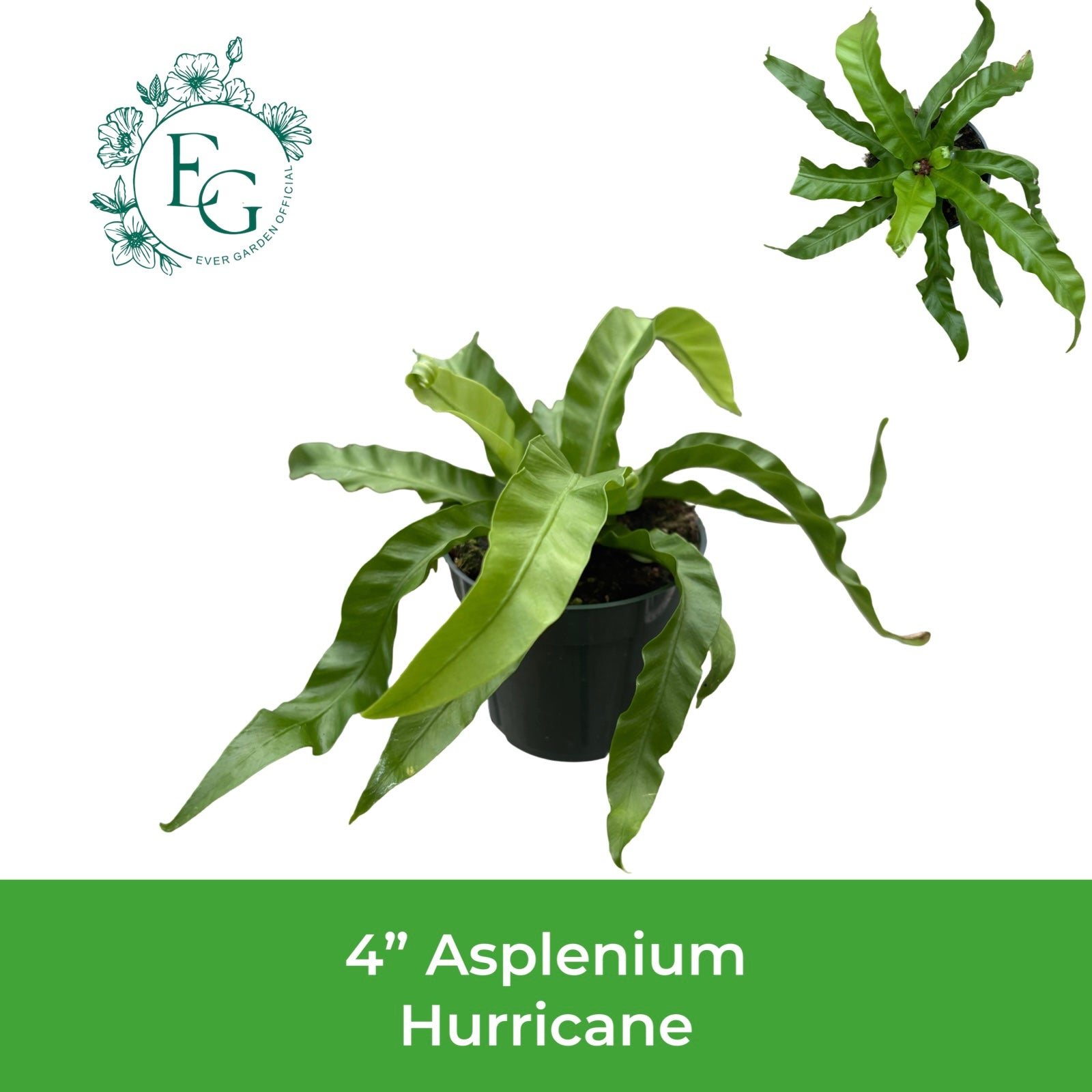 4" Asplenium Hurricane