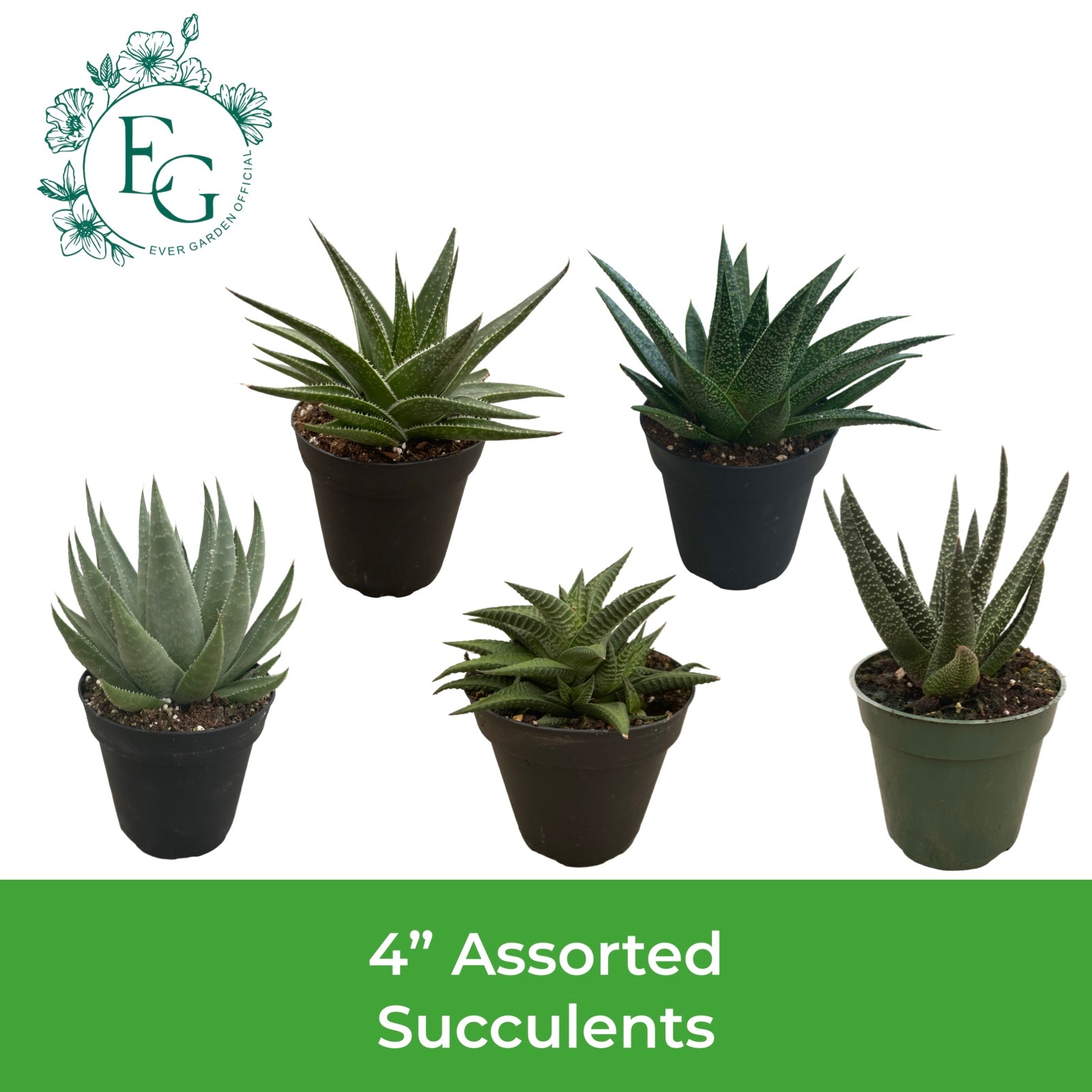 4" Assorted Succulents