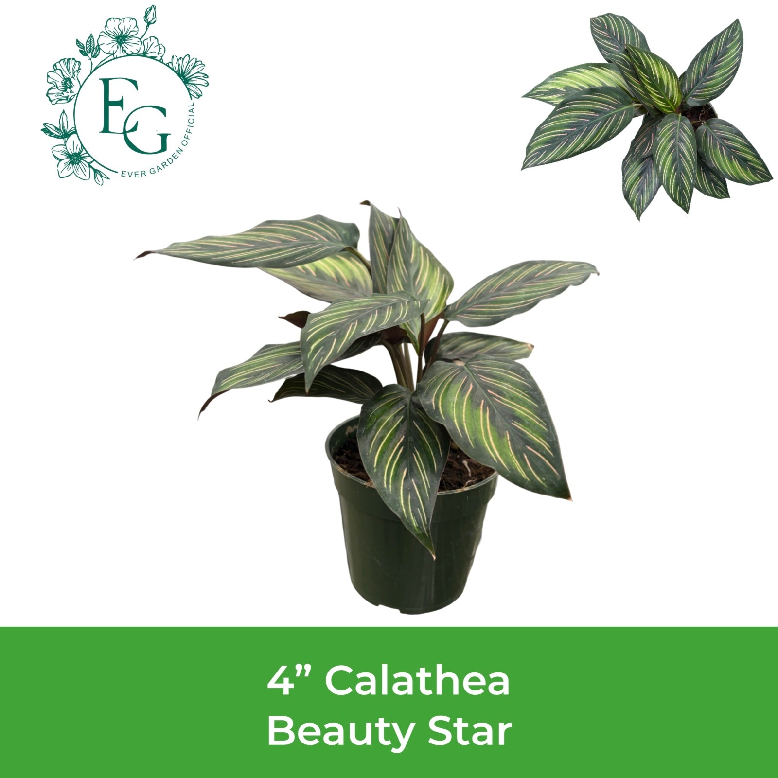 4" Calathea Beauty Star