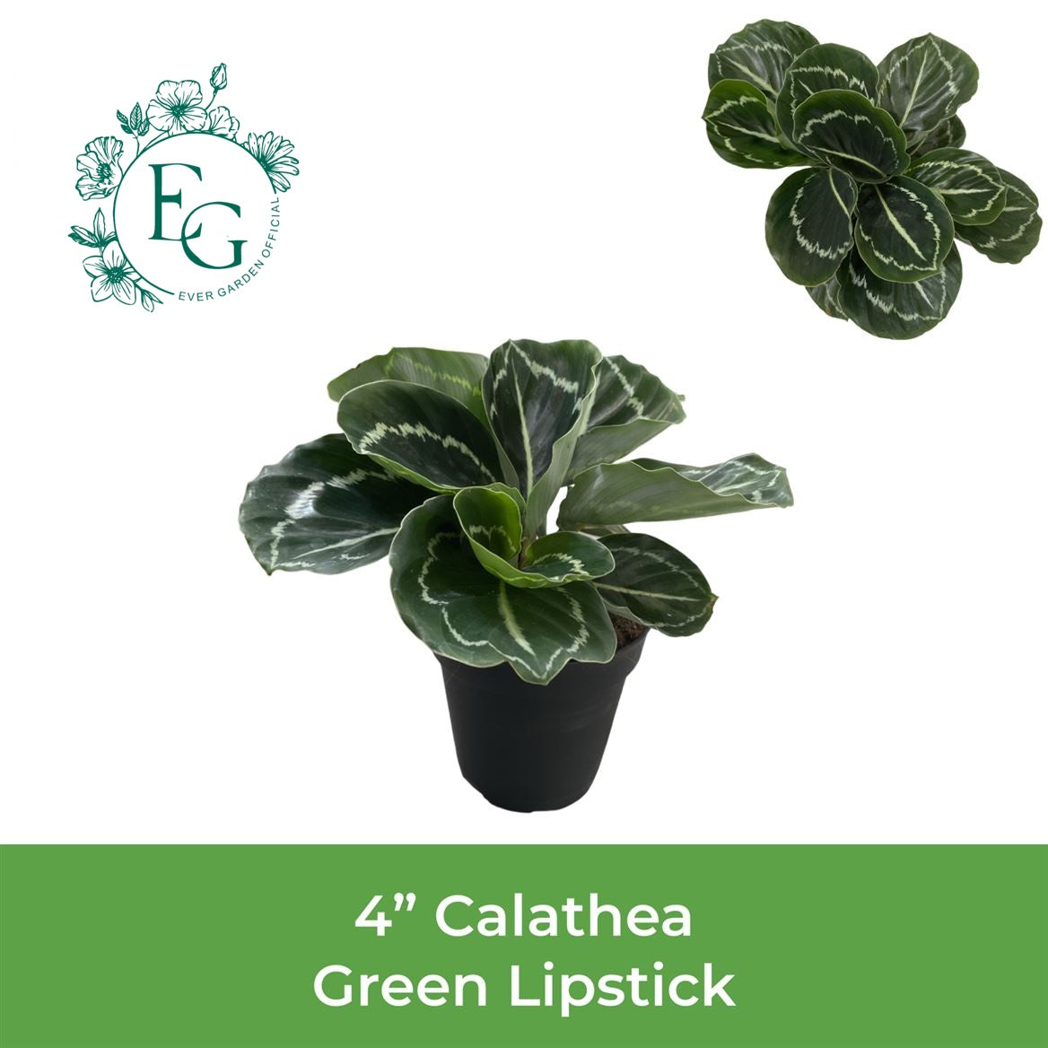 4" Calathea Green Lipstick