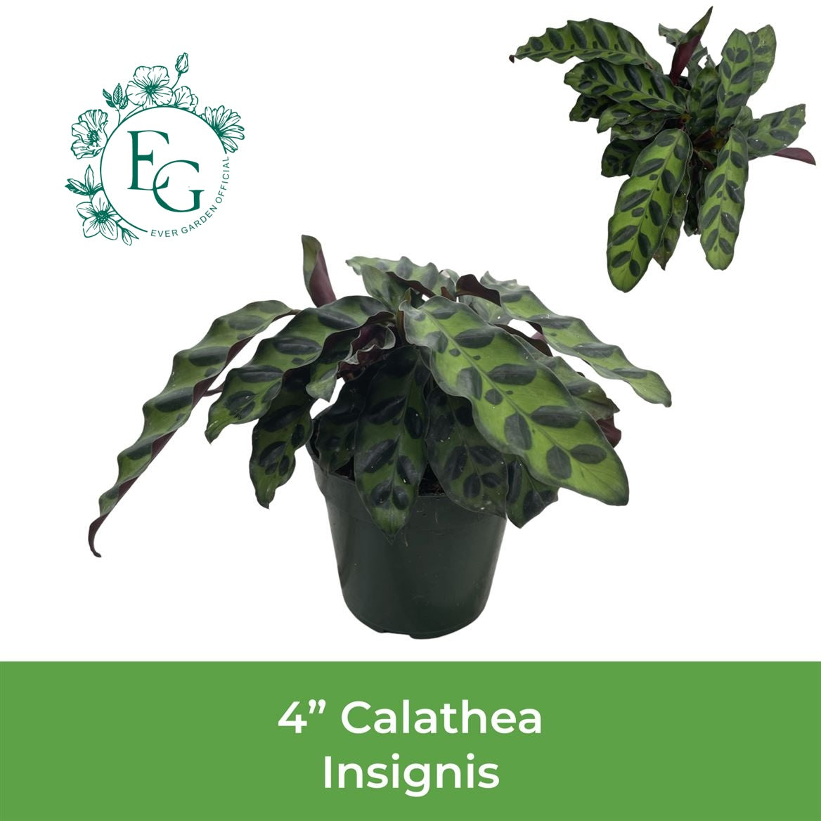4" Calathea Insignis