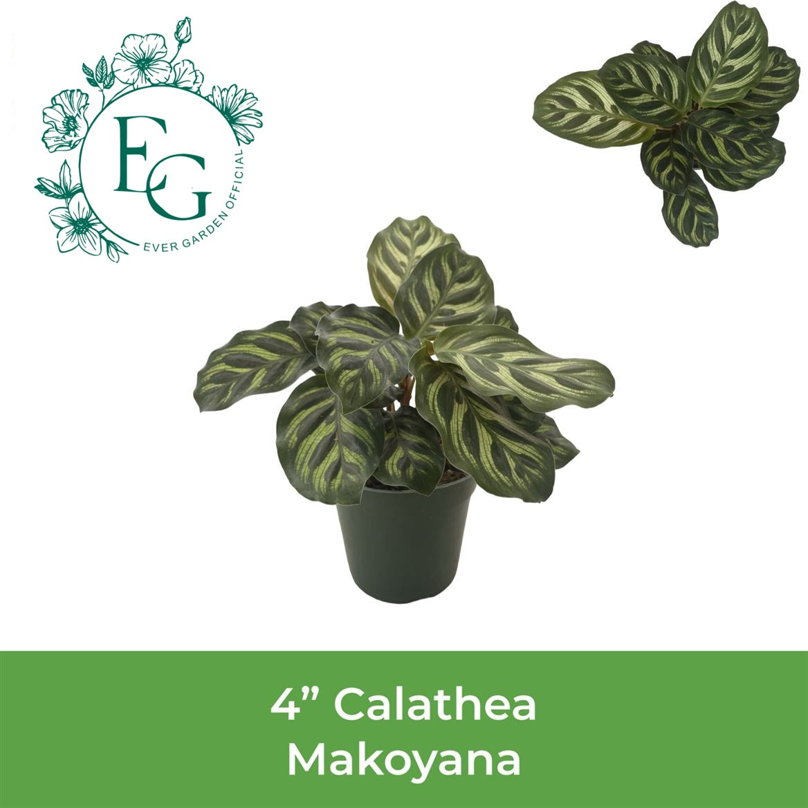 4" Calathea Makoyana