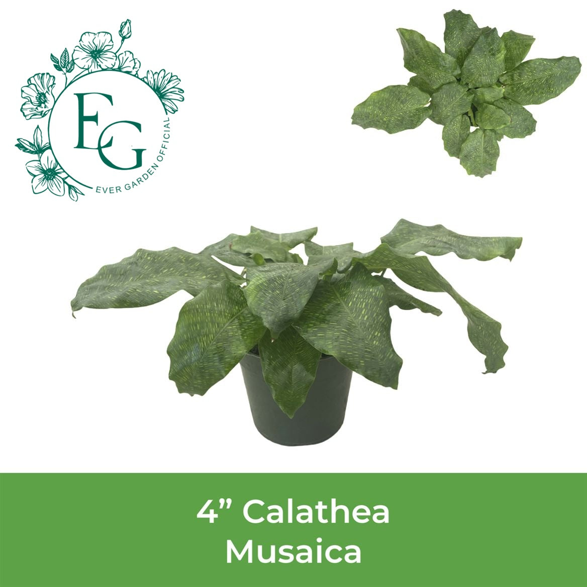 4" Calathea Musaica