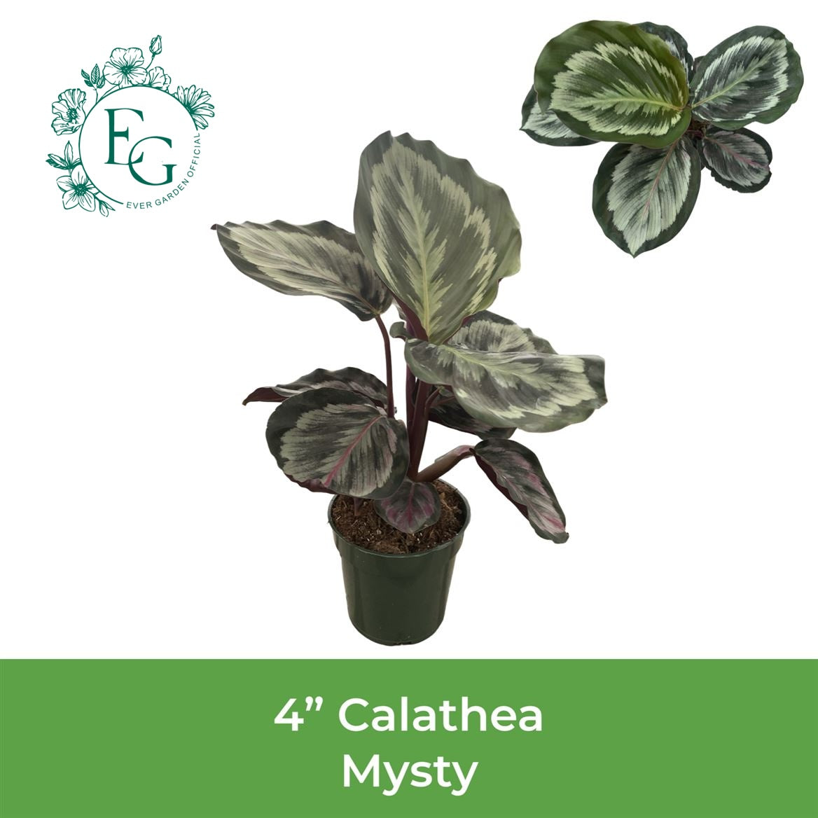 4" Calathea Mysty