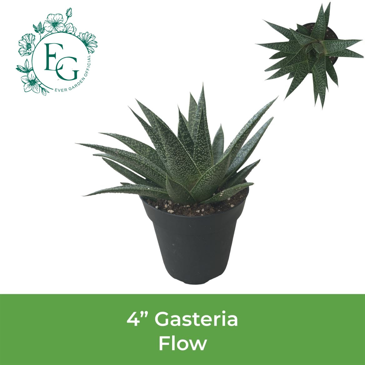 4" Gasteria Flow