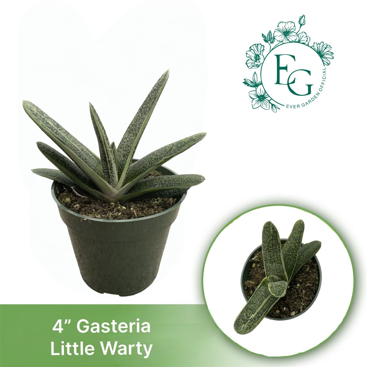 4" Gasteria Little Warty