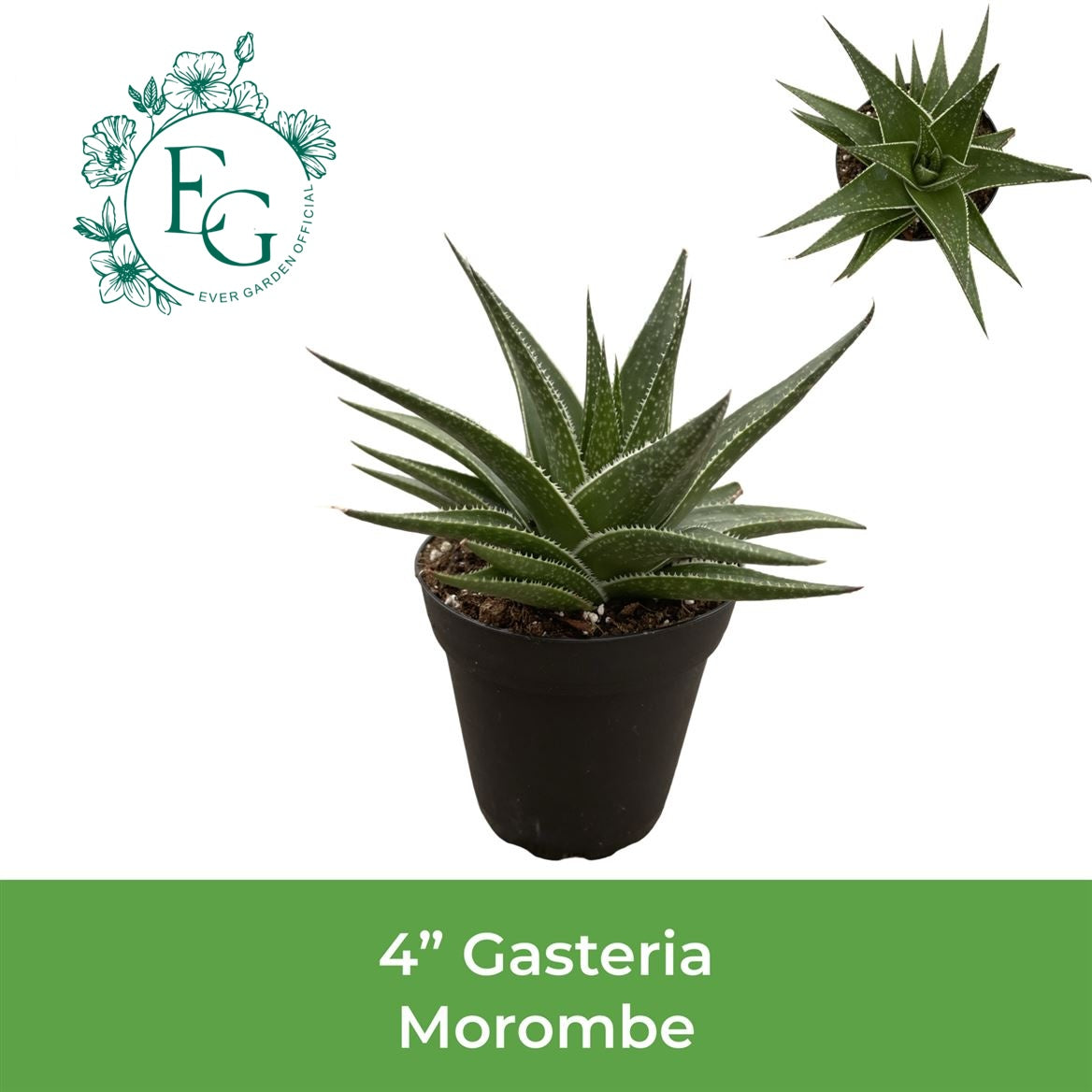 4" Gasteria Morombe