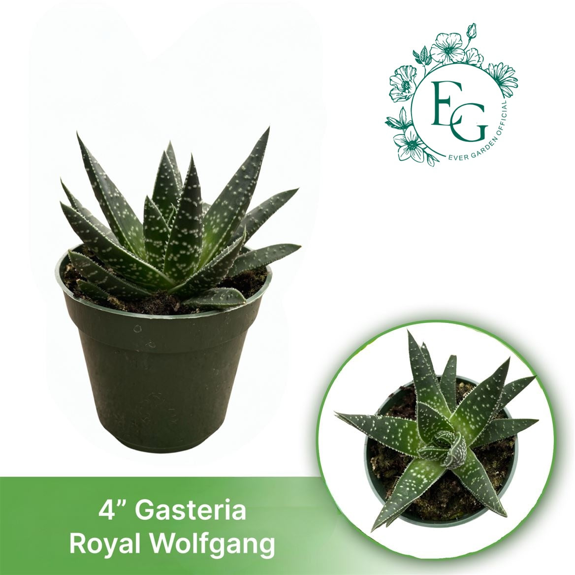 4" Gasteria Royal Wolfgang