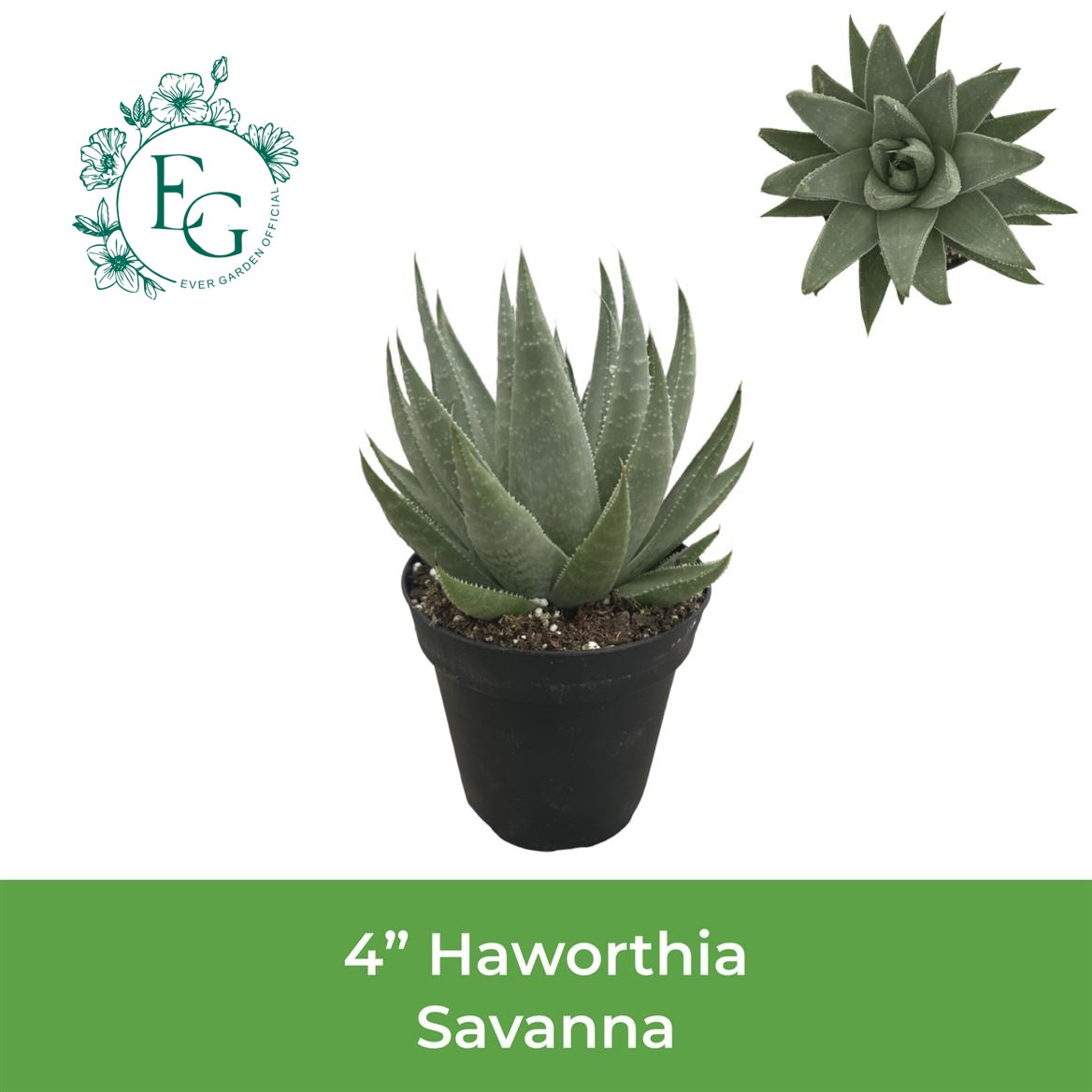 4" Haworthia Savanna