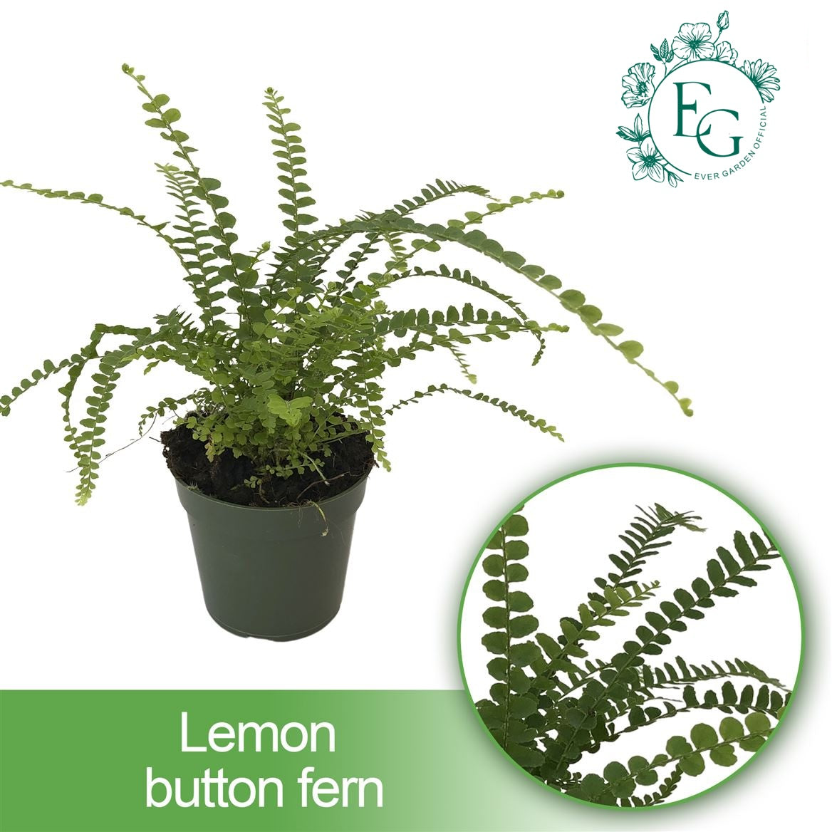 4" Lemon Button Fern