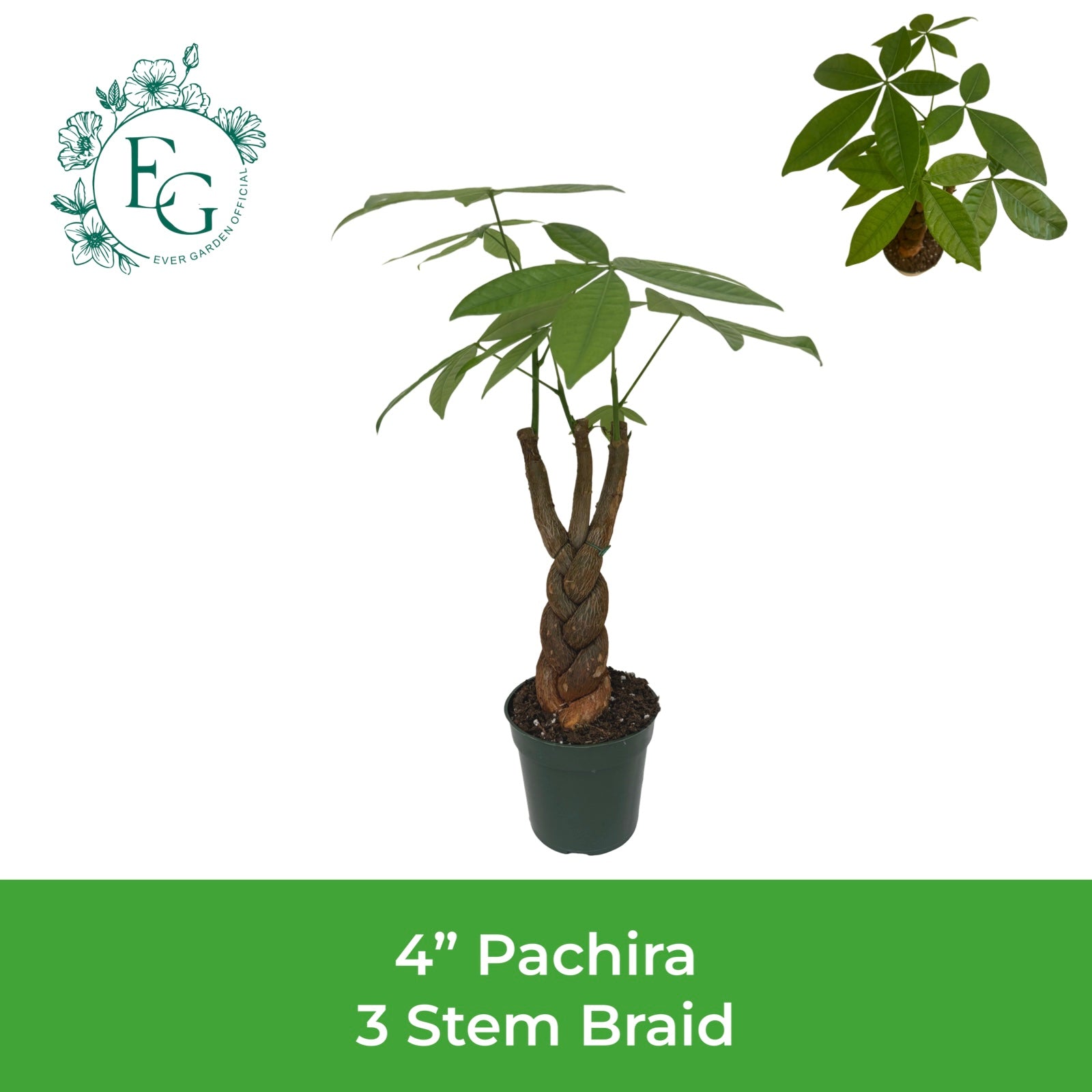 4" Pachira 3 Stem Braid