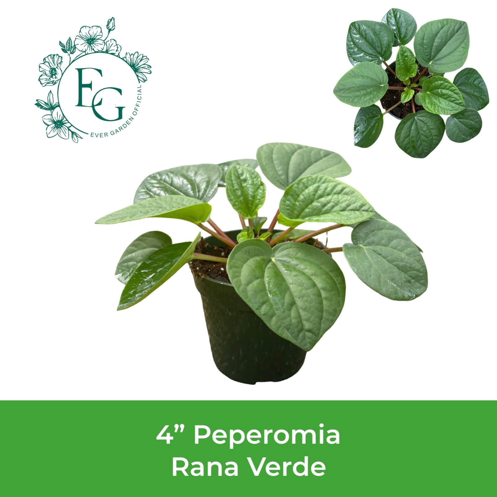 4" Peperomia Rana Verde