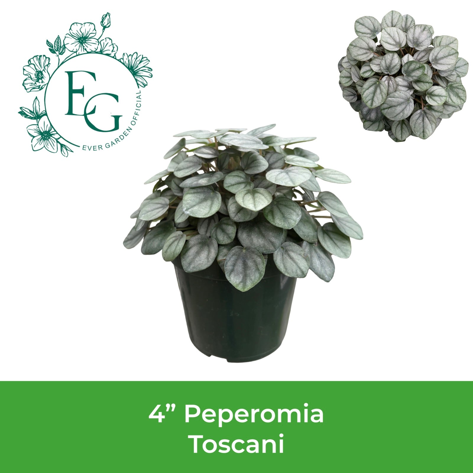 4" Peperomia Toscani