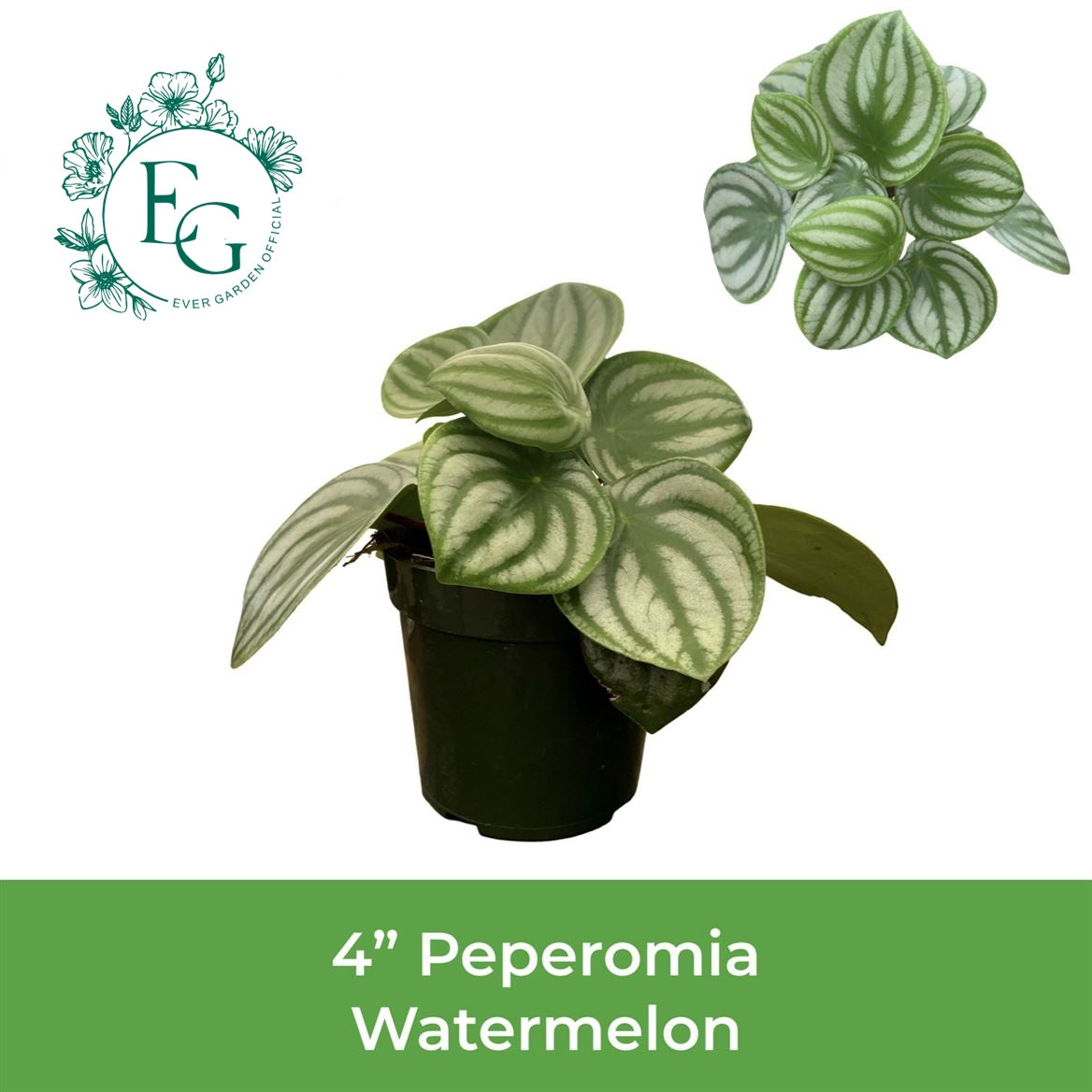 4" Peperomia Watermelon