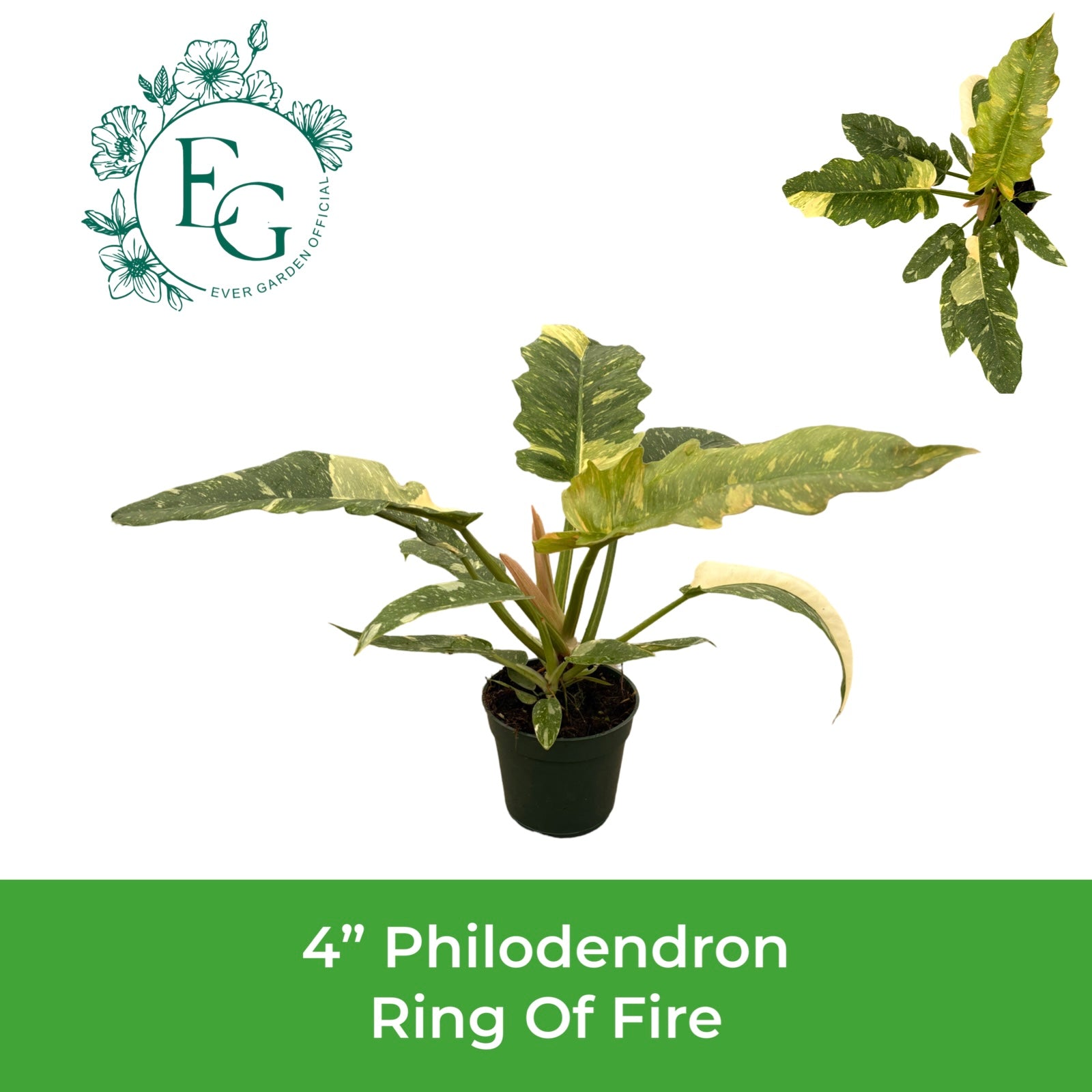 4" Philodendron Ring Of Fire