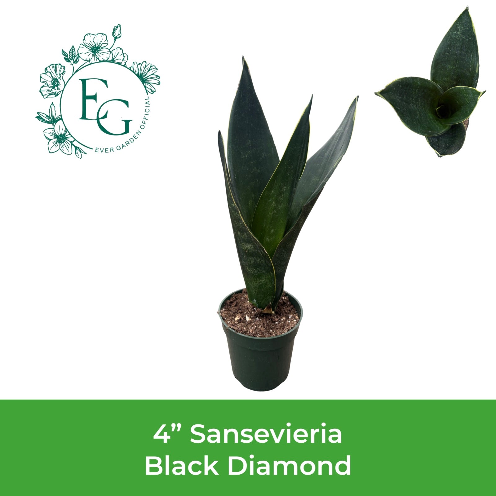4" Sansevieria Black Diamond