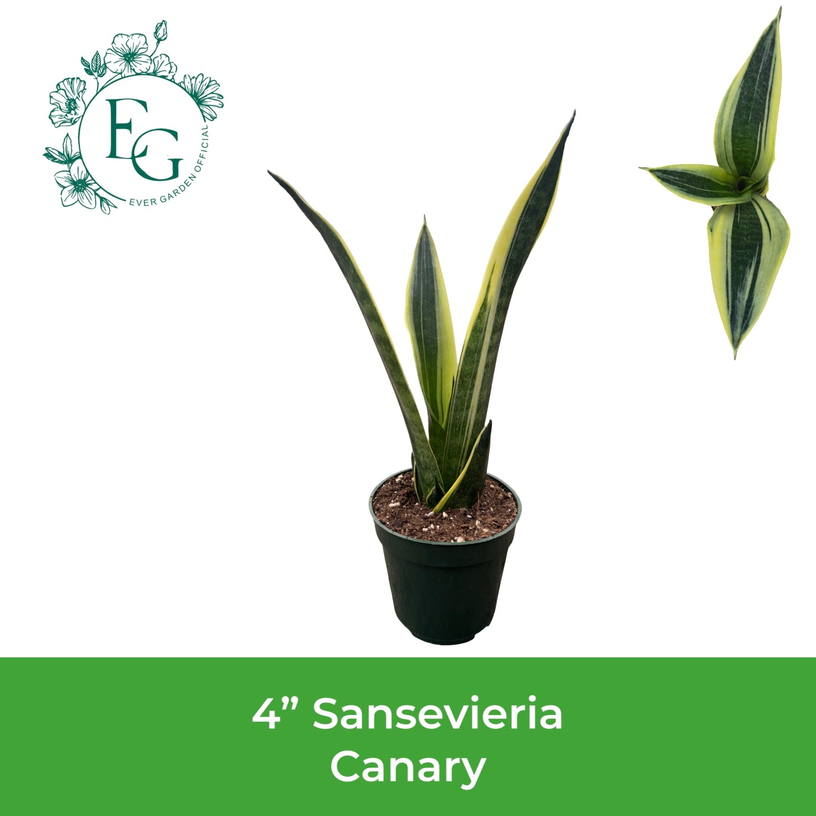 4" Sansevieria Canary