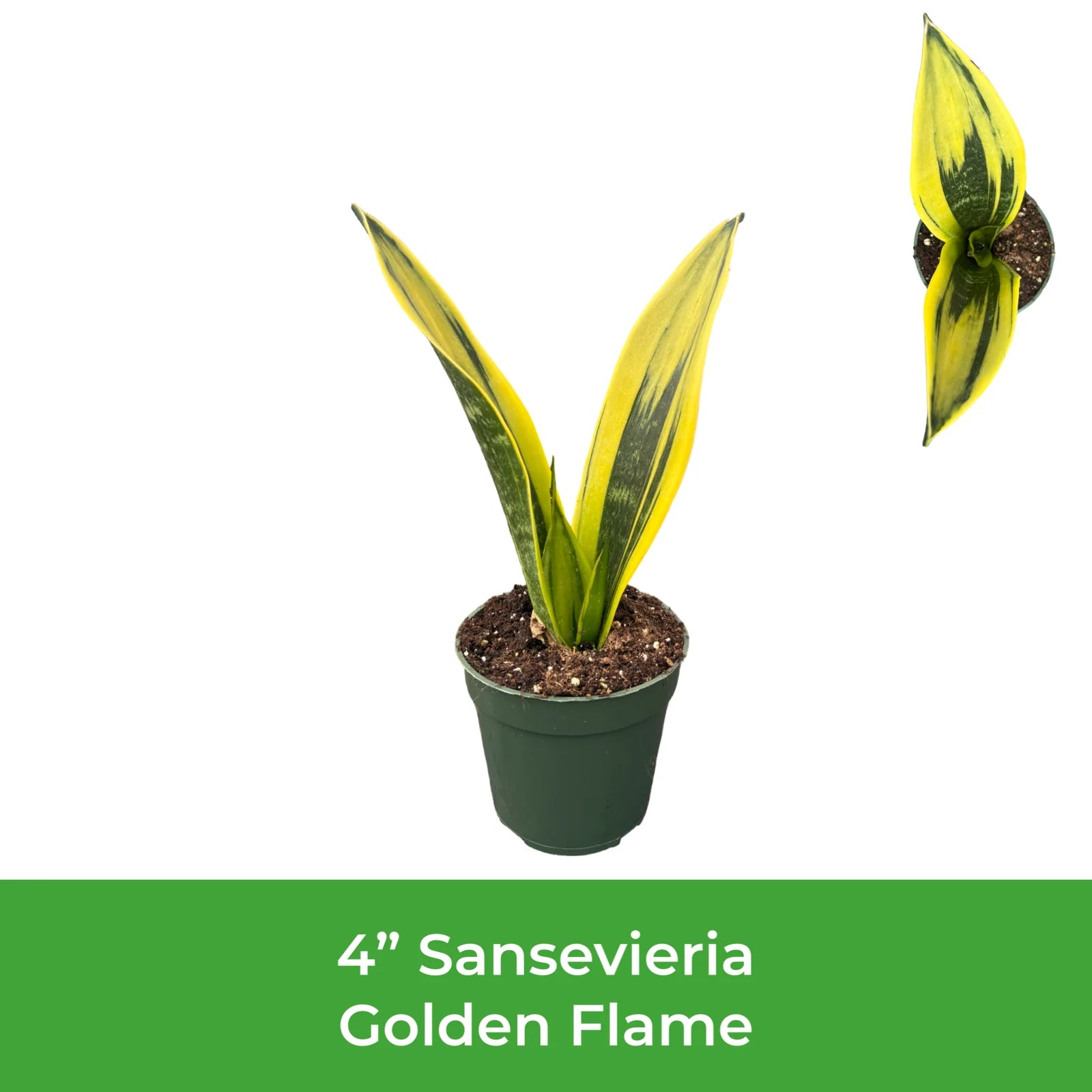 4" Sansevieria Golden Flame