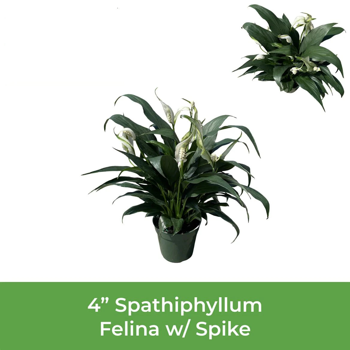 4” Spathiphyllum Felina w/ Spike