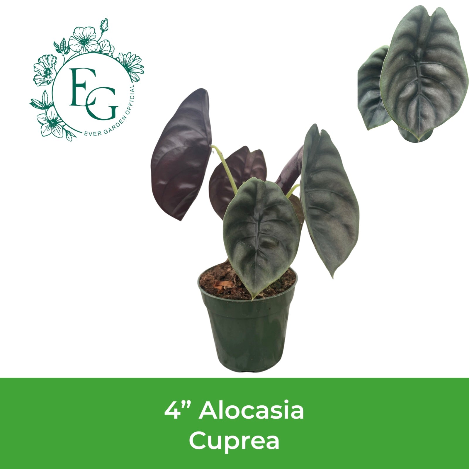 4" Alocasia Cuprea