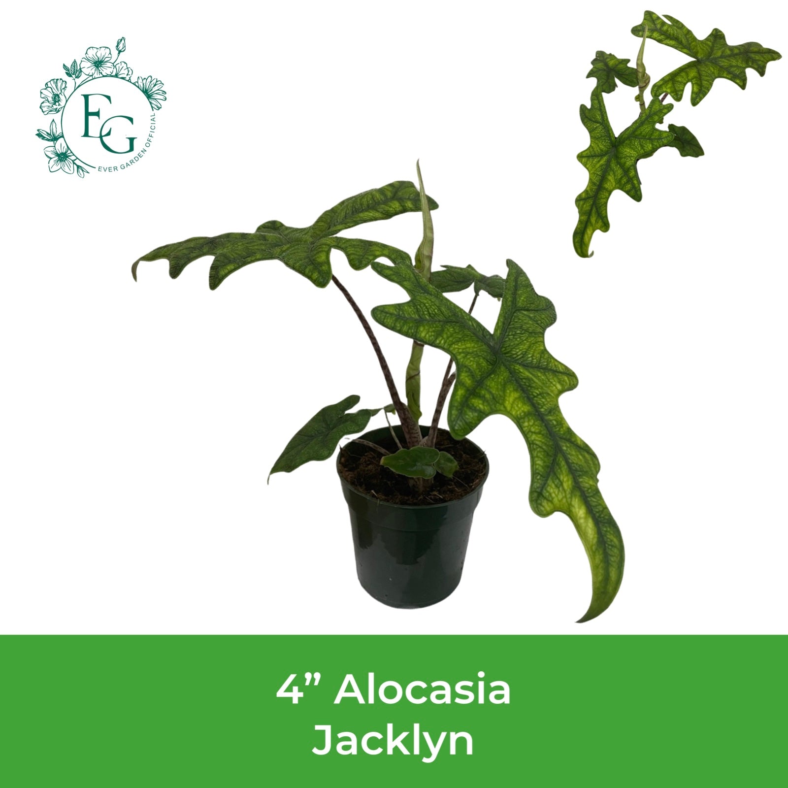 4" Alocasia Jacklyn