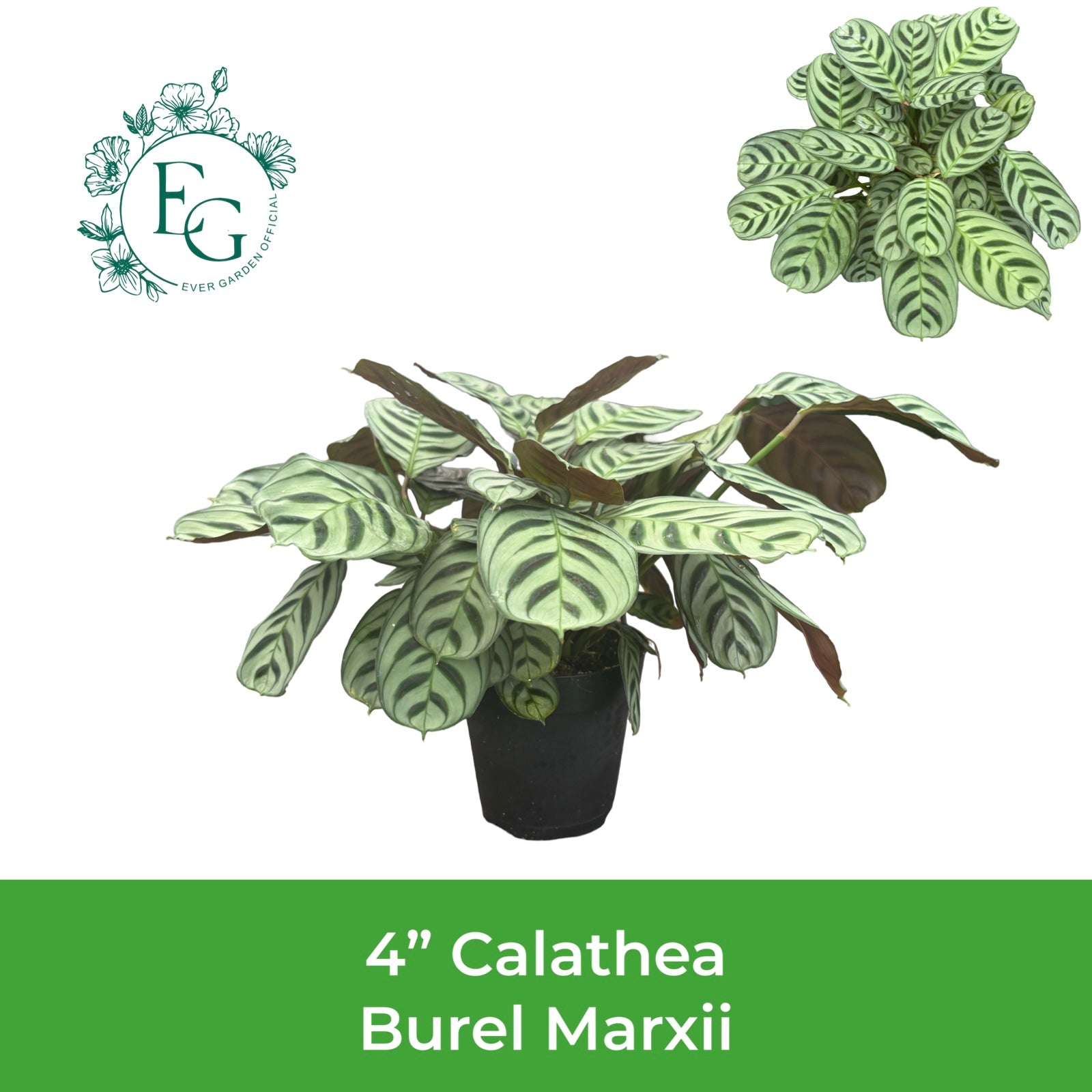 4" Calathea Burel Marxii