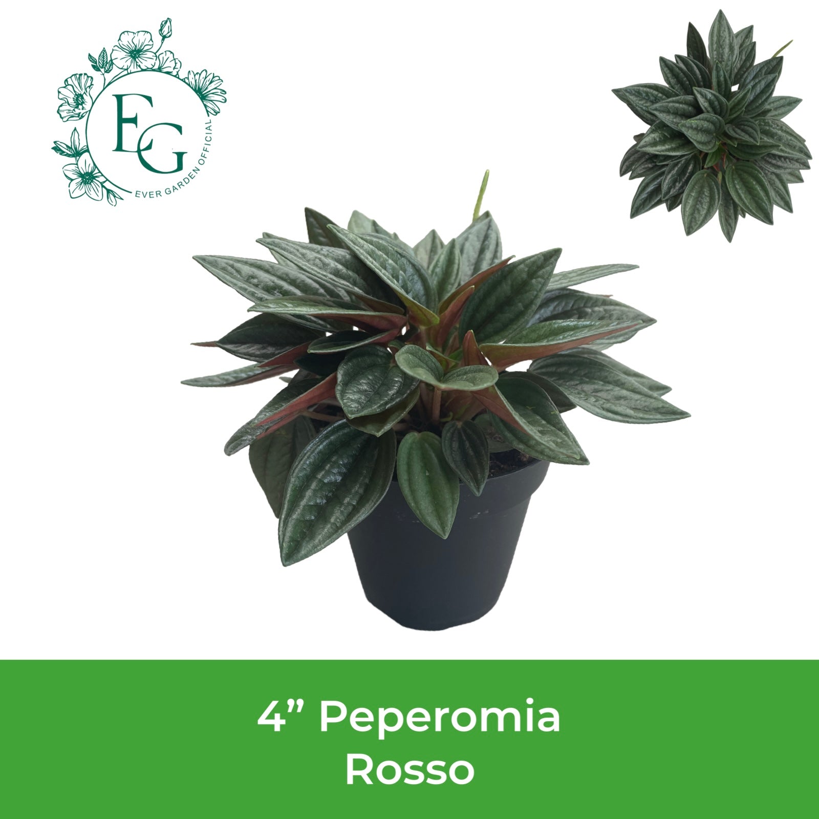 4" Peperomia Rosso