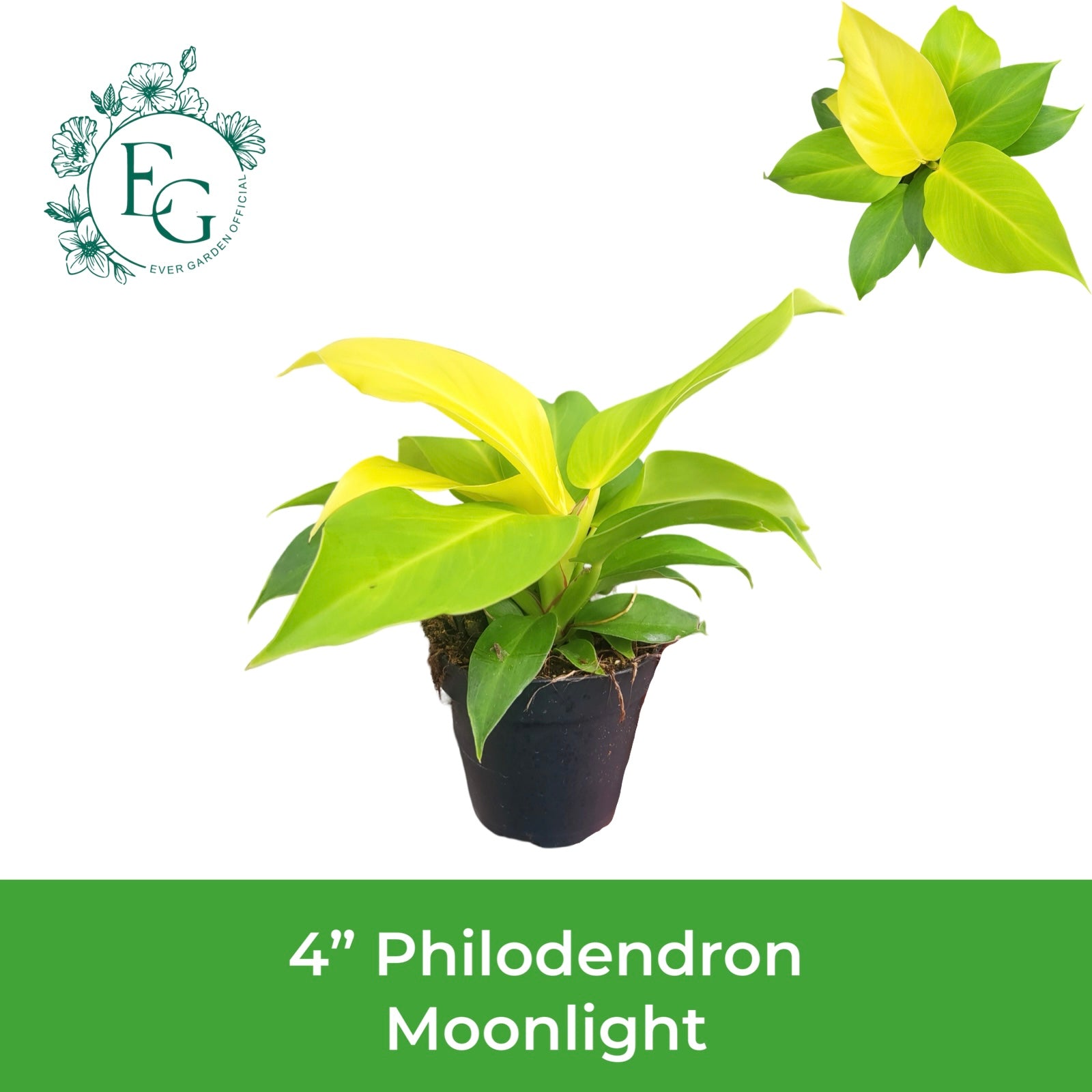4" Philodendron Moonlight