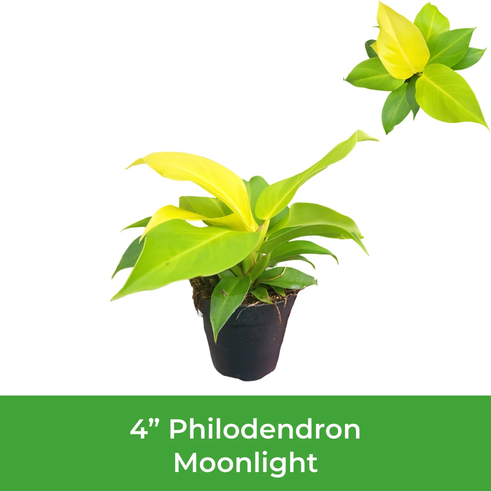 4" Philodendron Moonlight