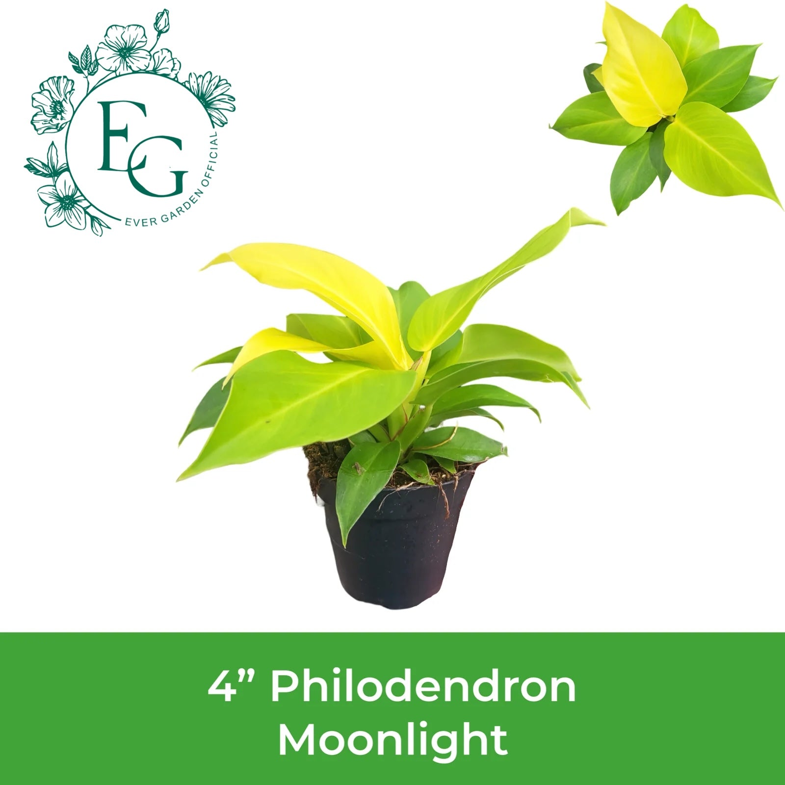4" Philodendron Moonlight