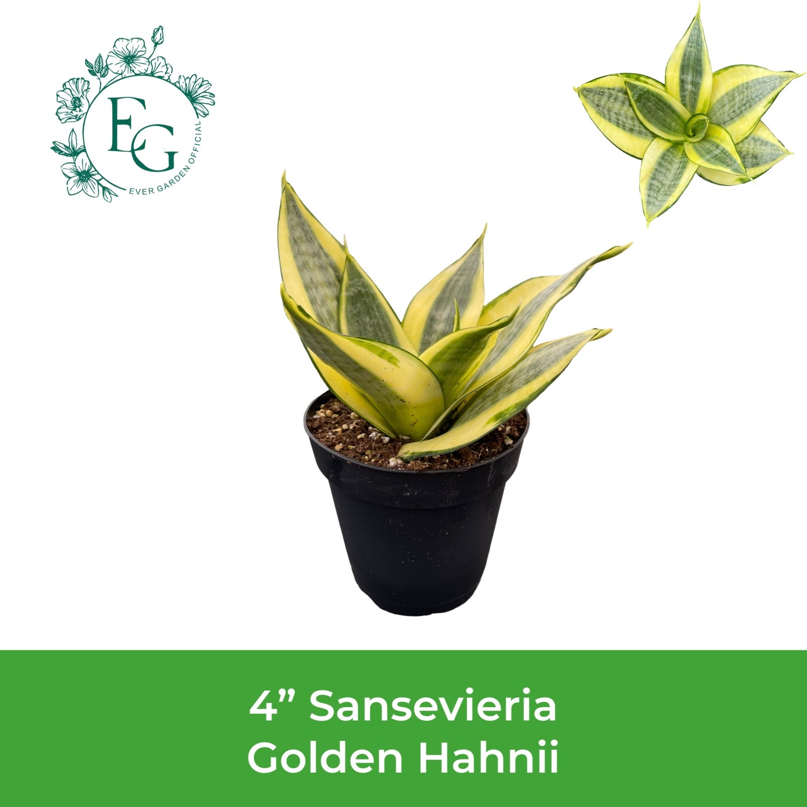 4" Sansevieria Golden Hahnii
