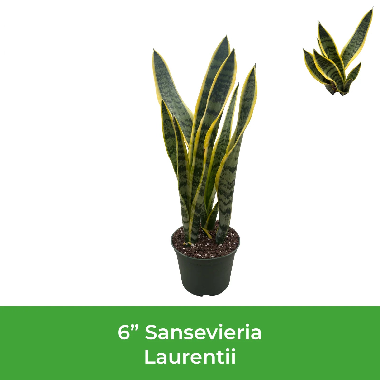 6" Sansevieria Laurentii